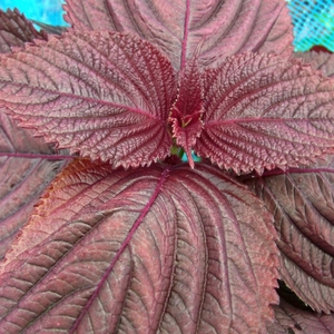 シソ葉・植物酵素・スクワレン・DHA